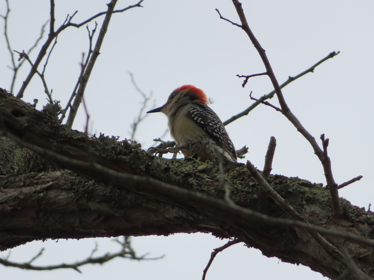 Red-bellied Woodpecker - ML335587601
