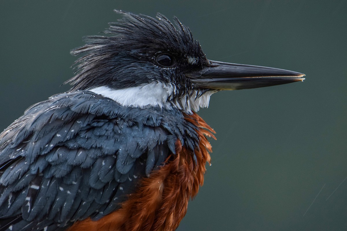 Ringed Kingfisher - ML335587991