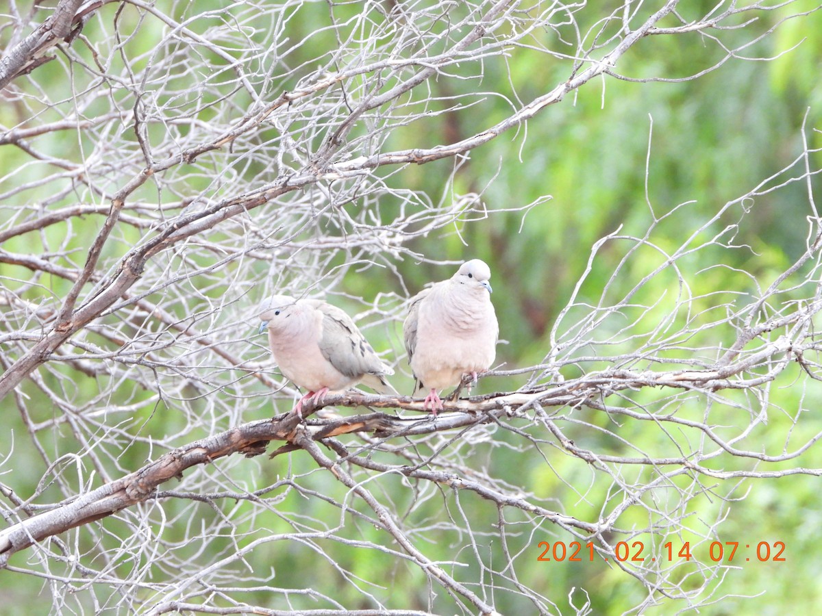 Eared Dove - ML335588841