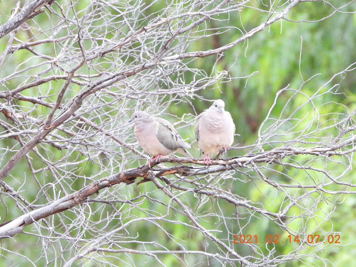 Eared Dove - ML335588881