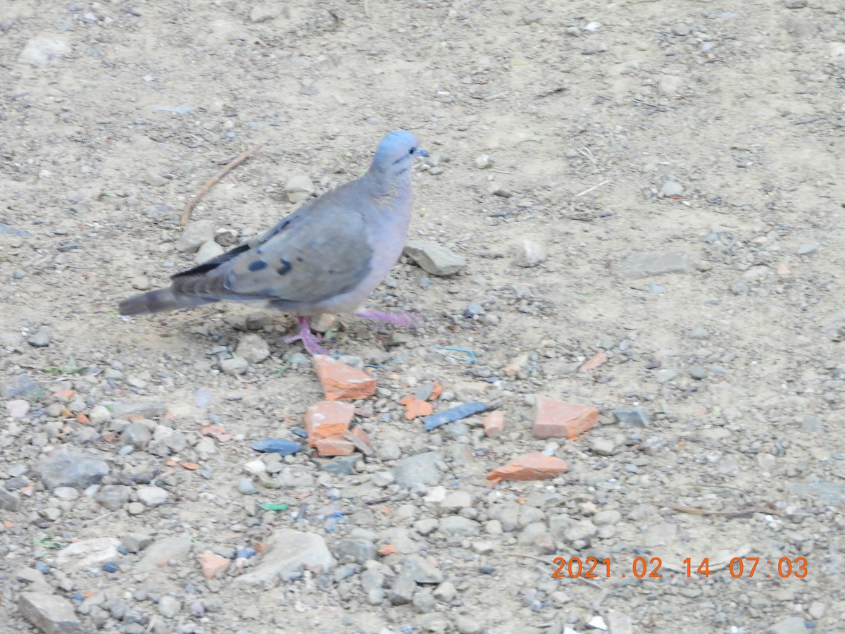 Eared Dove - ML335589011