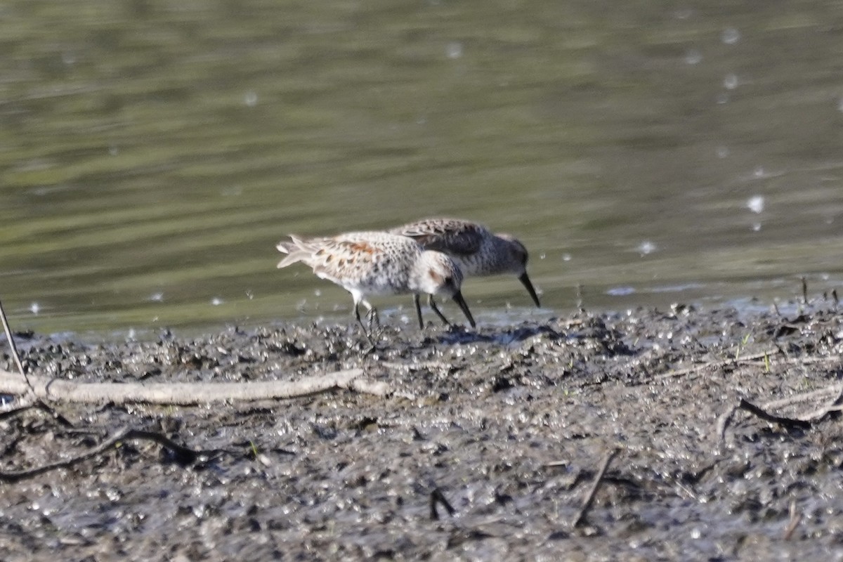 Western Sandpiper - ML335589381