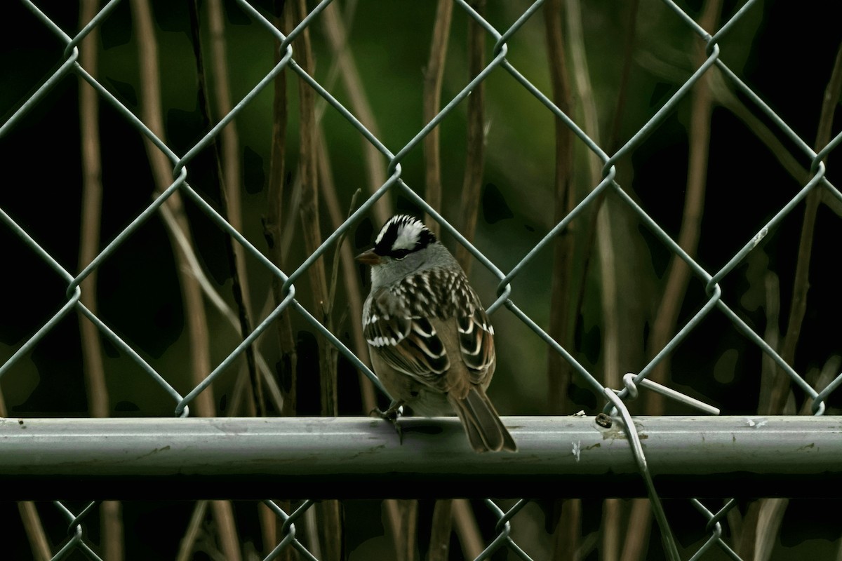 White-crowned Sparrow - Anonymous