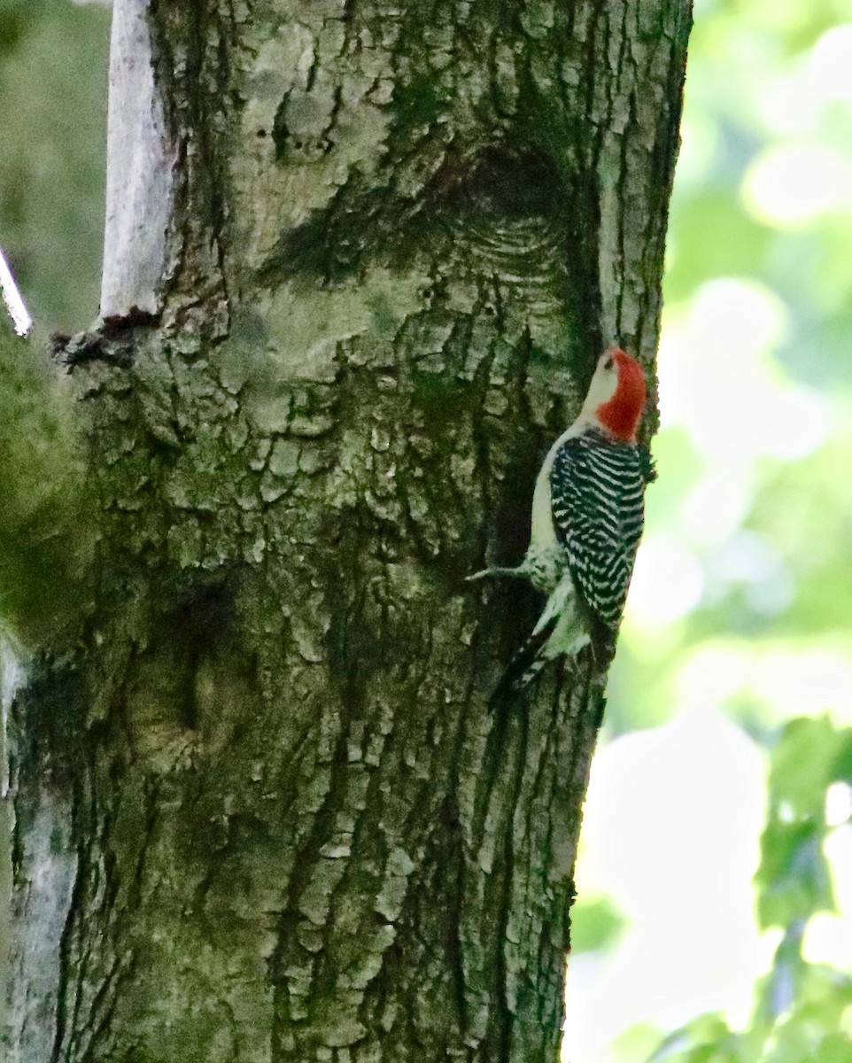 Red-bellied Woodpecker - Jim Gant