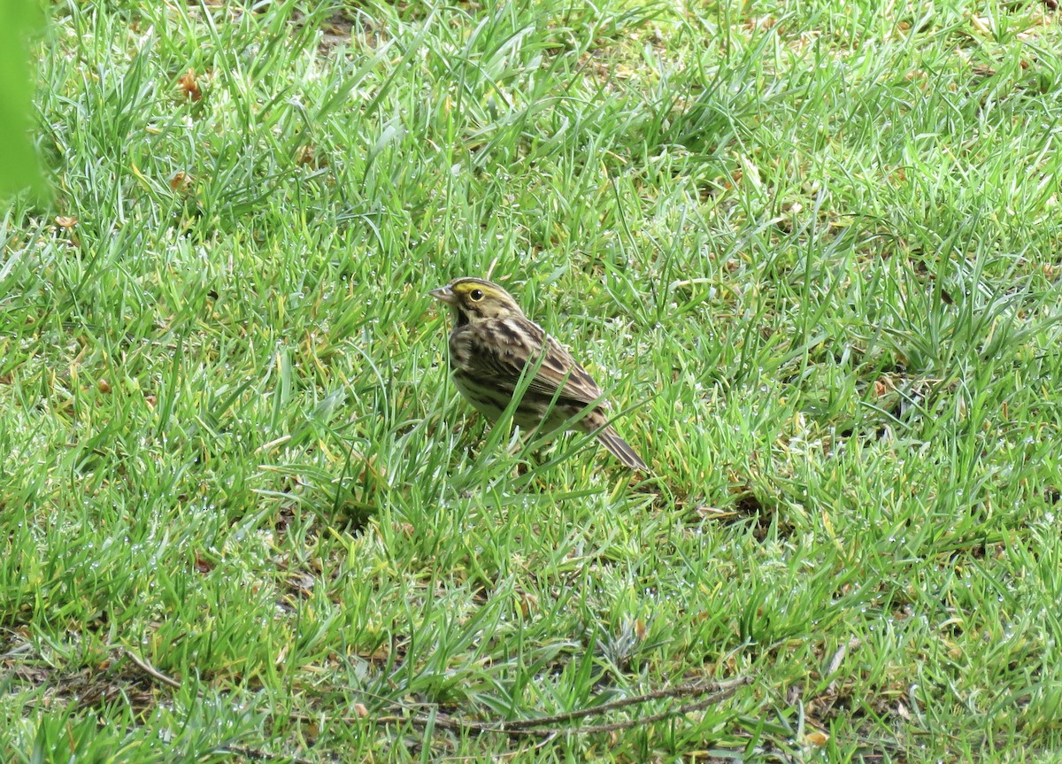 Savannah Sparrow - ML335595031