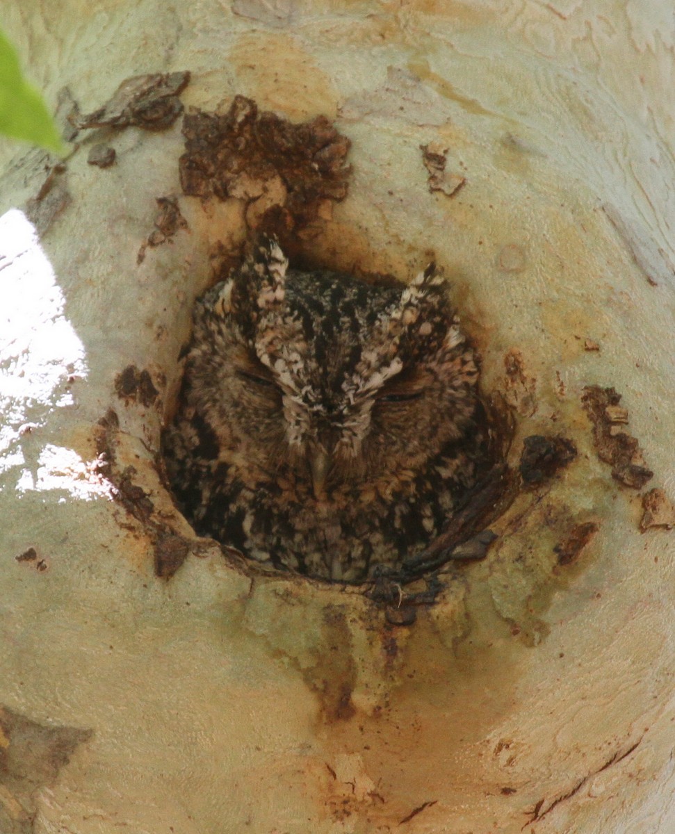 Whiskered Screech-Owl - Matthew Grube