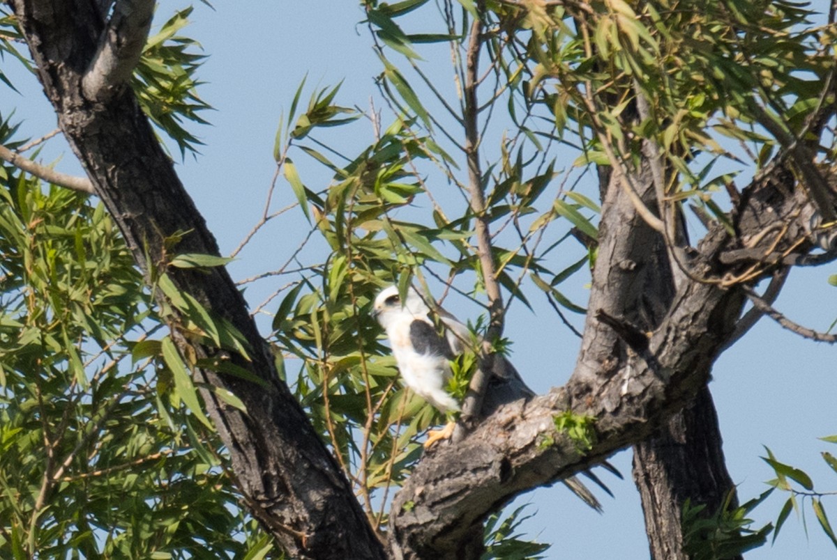 White-tailed Kite - ML33559621