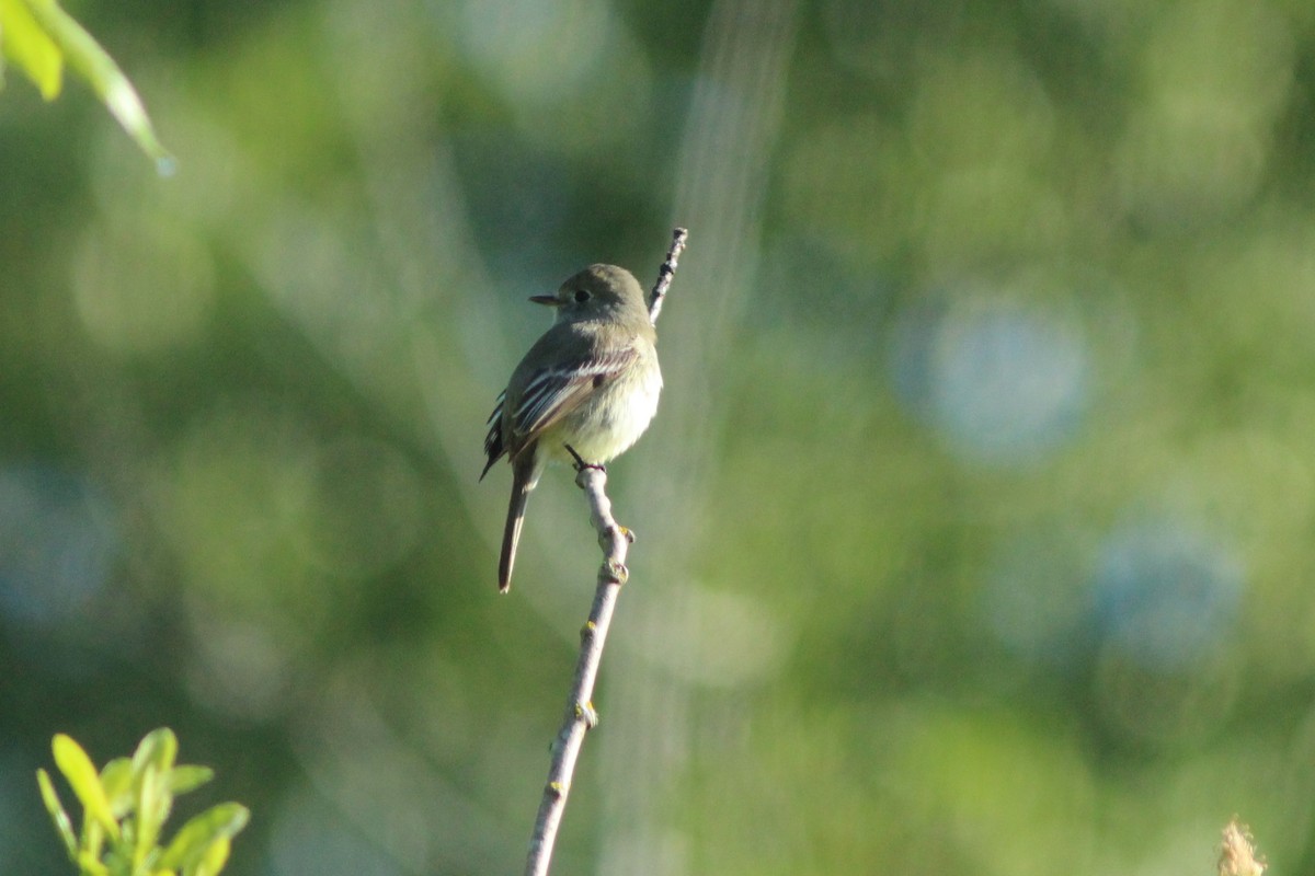 Dusky Flycatcher - ML33559711