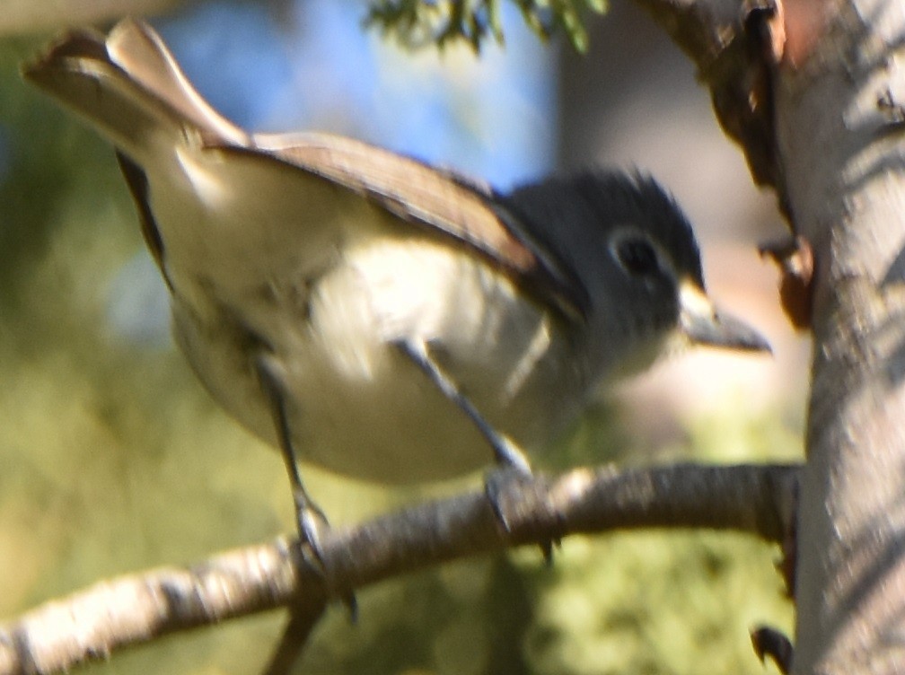 Plumbeous Vireo - ML335597891