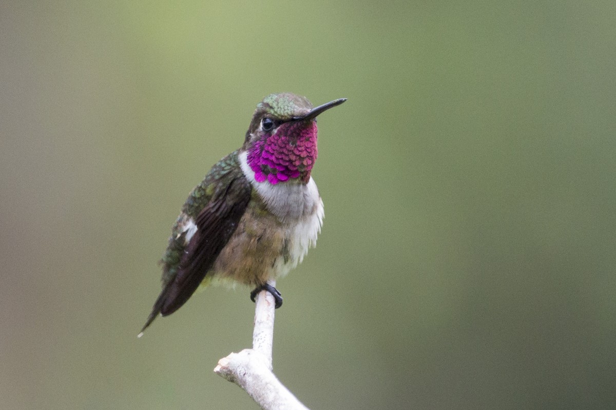 Rufous-shafted Woodstar - Oswaldo Hernández Sánchez