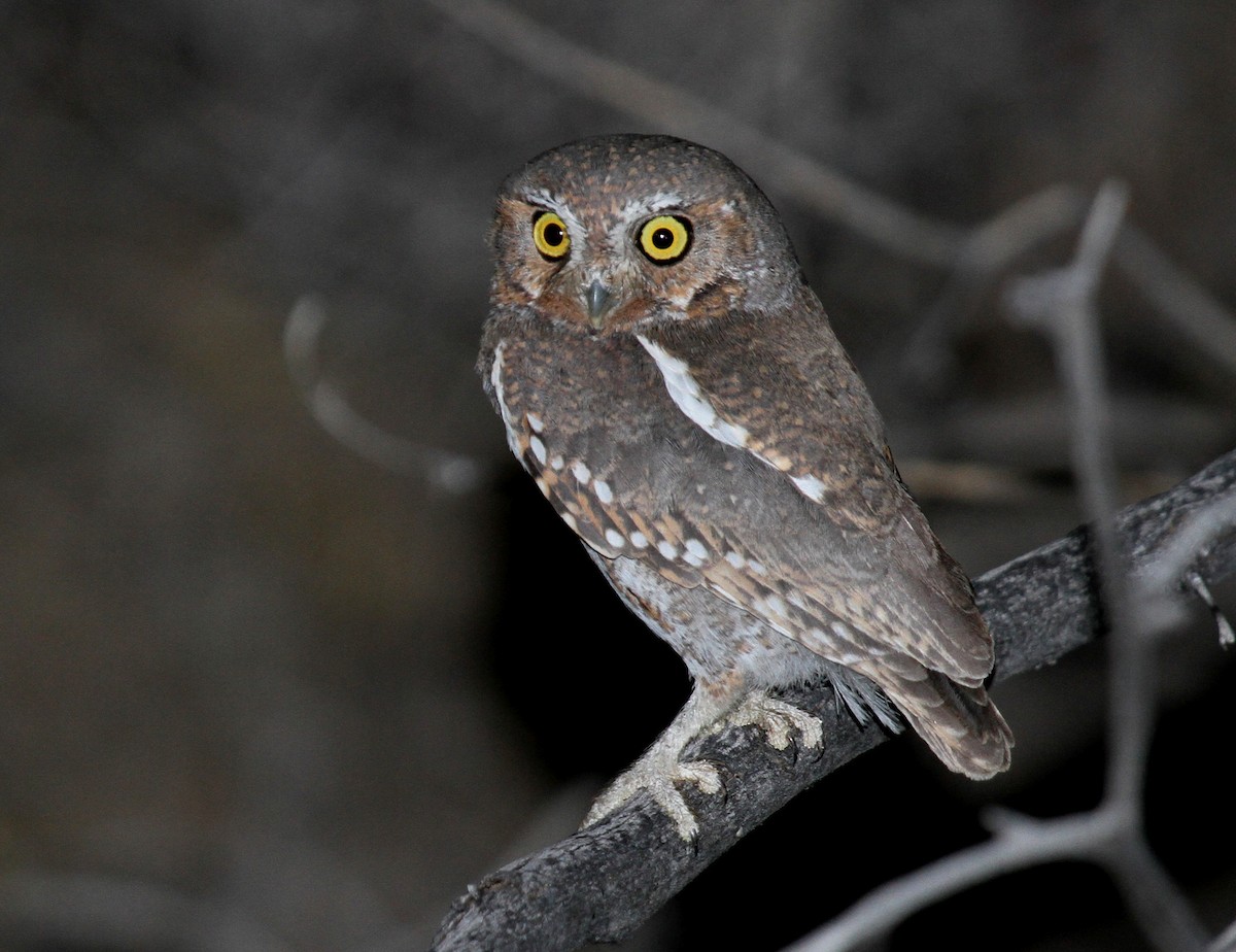 Elf Owl - Matthew Grube