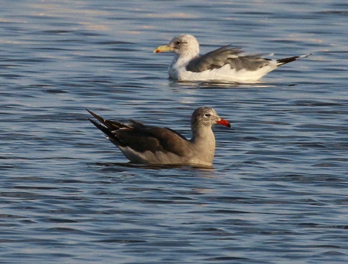 Heermann's Gull - ML33560081