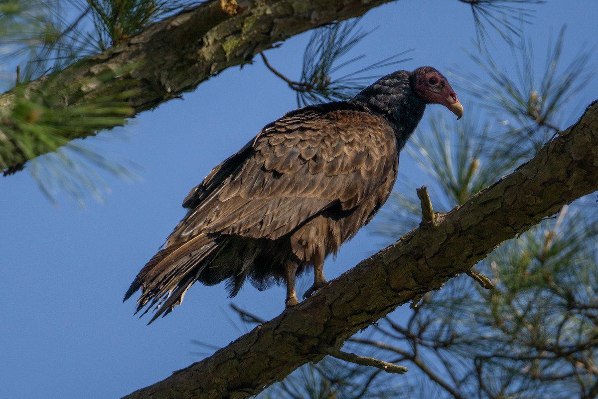 Turkey Vulture - ML335601701