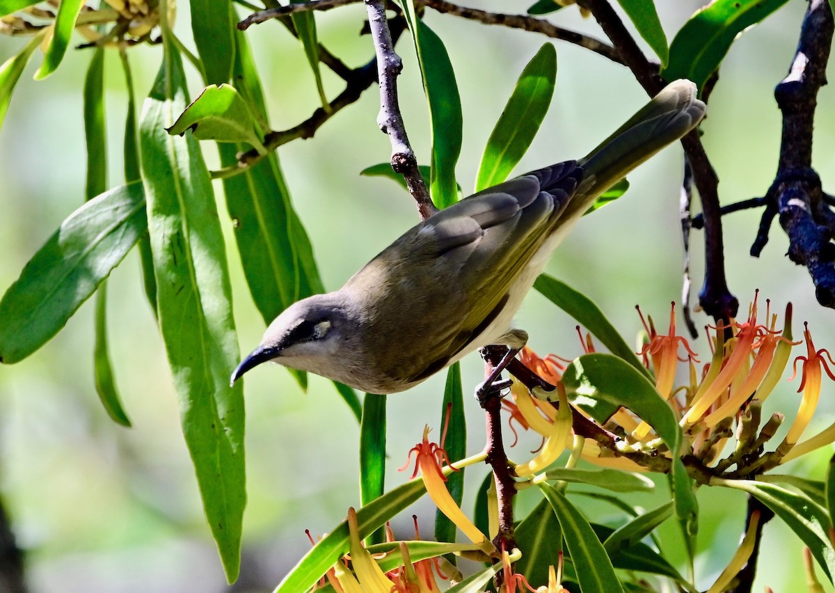 Brown Honeyeater - Gary & Robyn Wilson