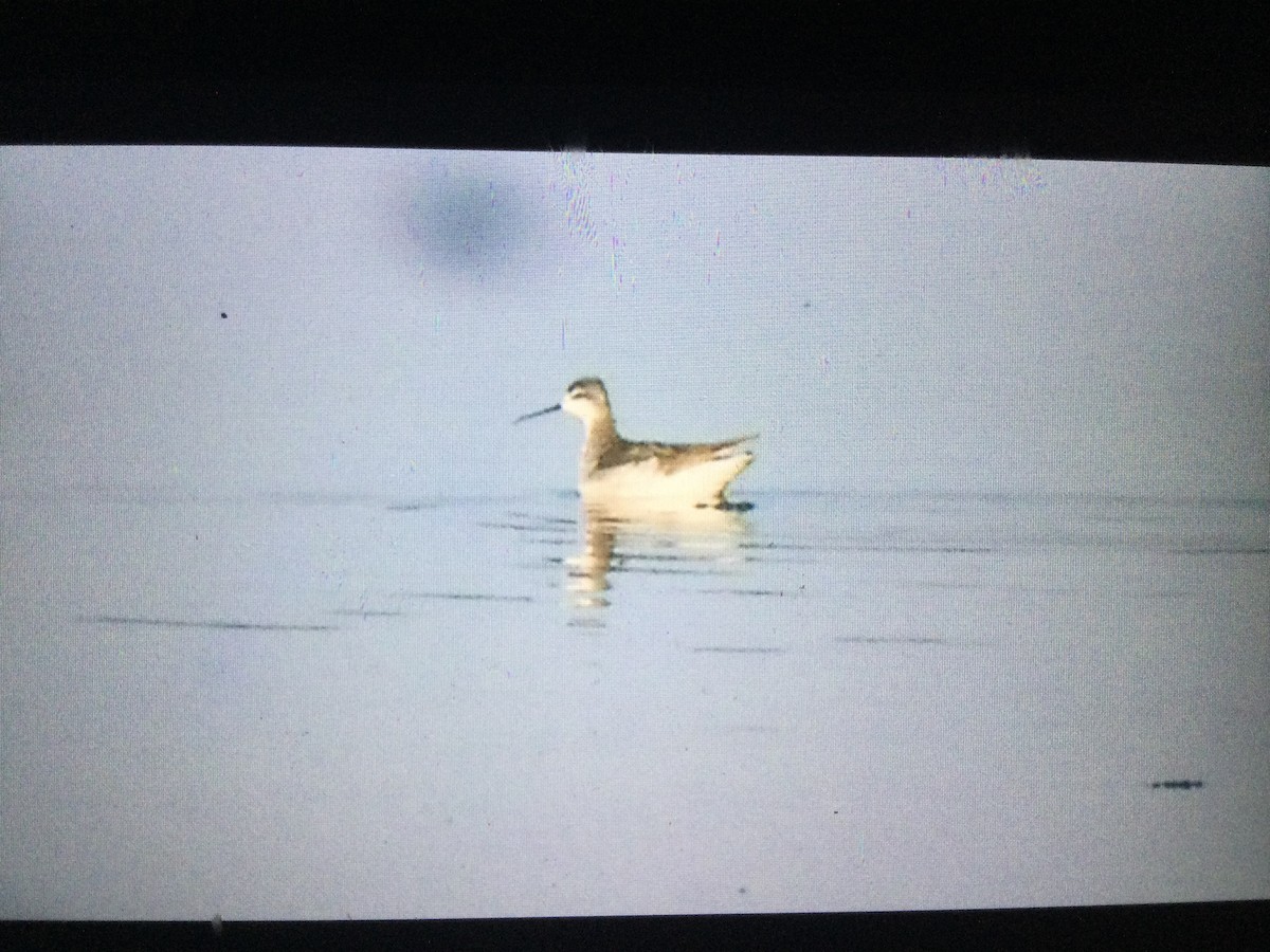 Wilson's Phalarope - james holdsworth