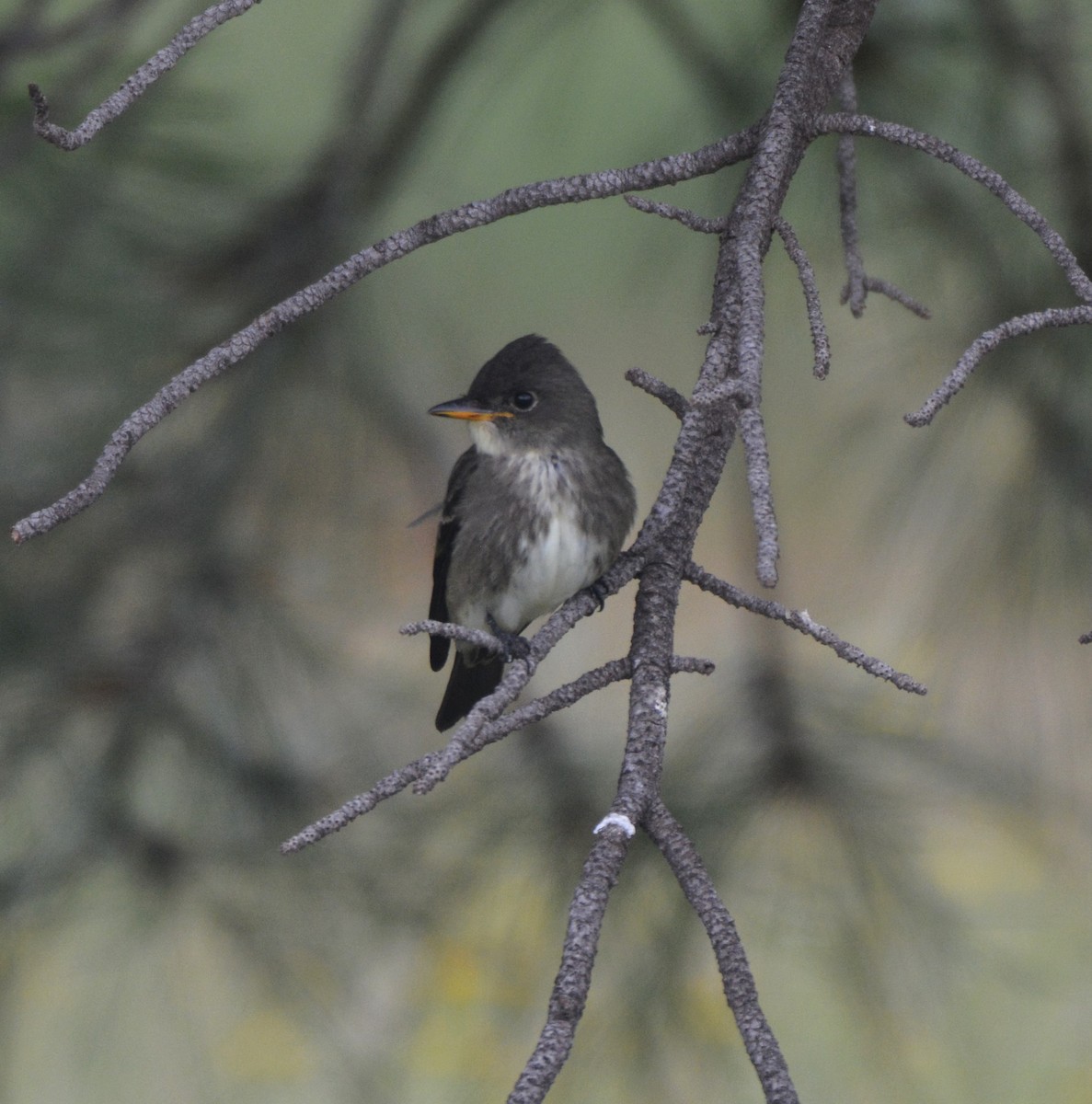 tyranovec severský - ML33560381