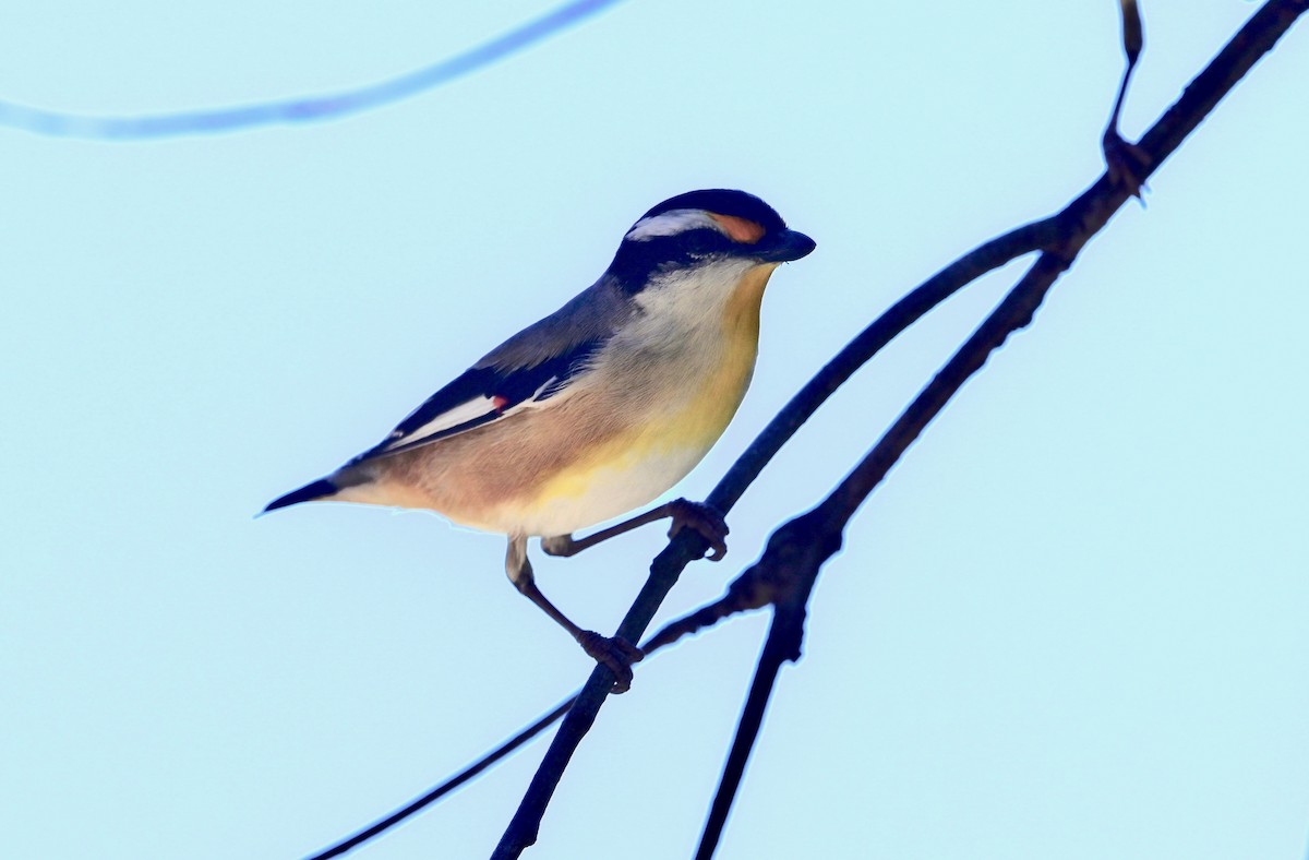 Pardalote à point jaune - ML335603891