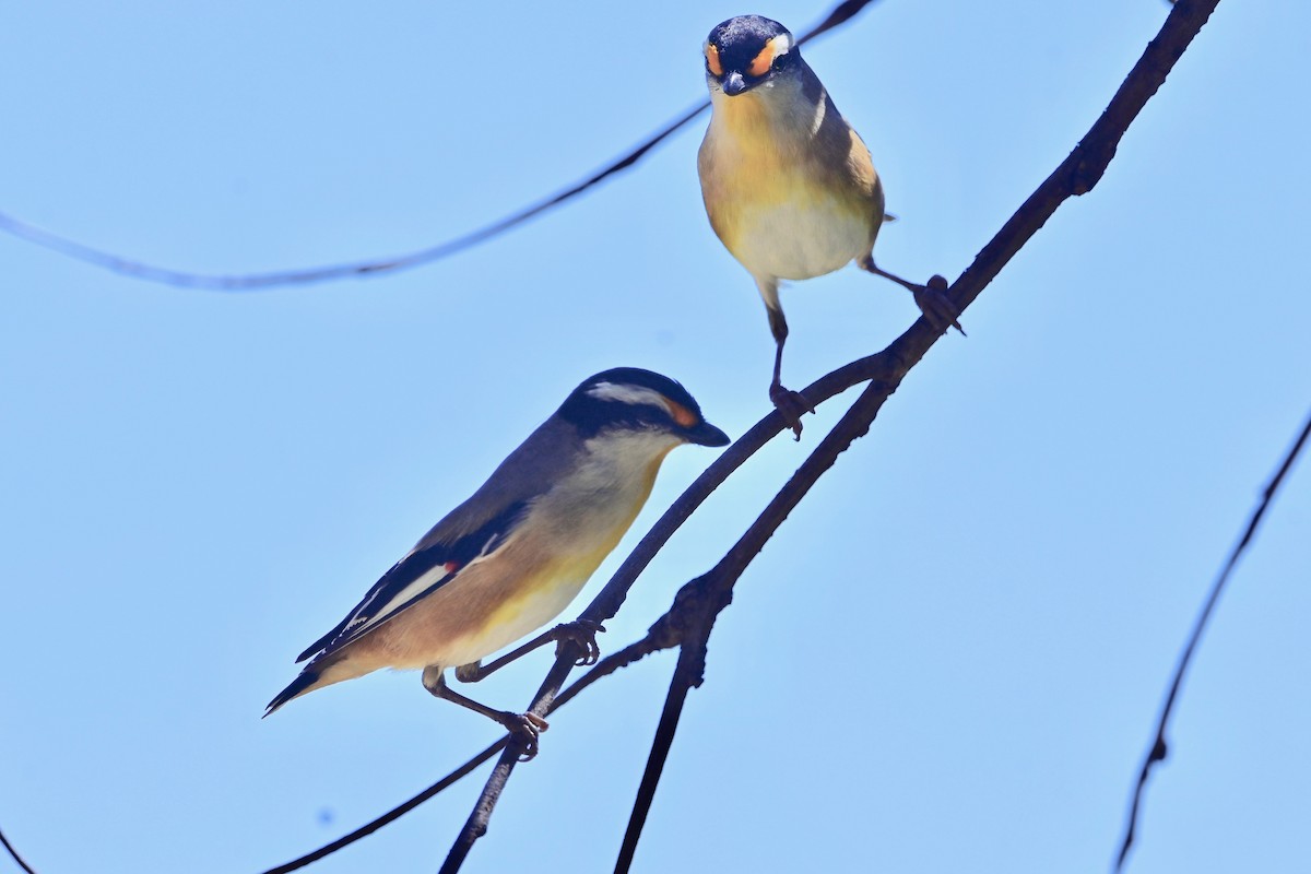 Pardalote à point jaune - ML335603901