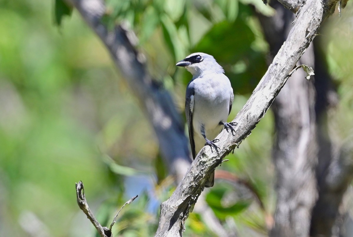 White-bellied Cuckooshrike - Gary & Robyn Wilson