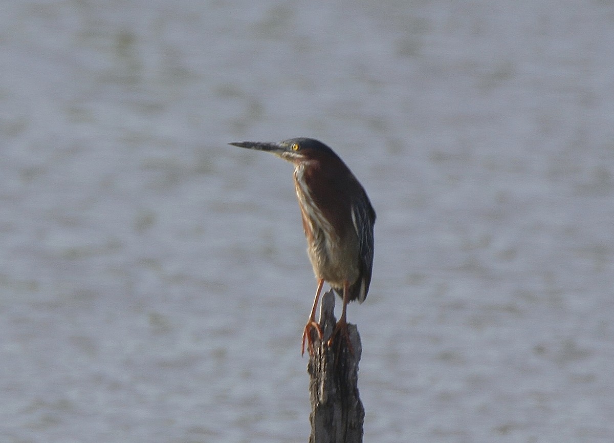 Green Heron - ML335605041