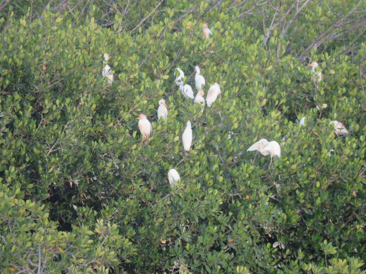 Western Cattle-Egret - ML335606381