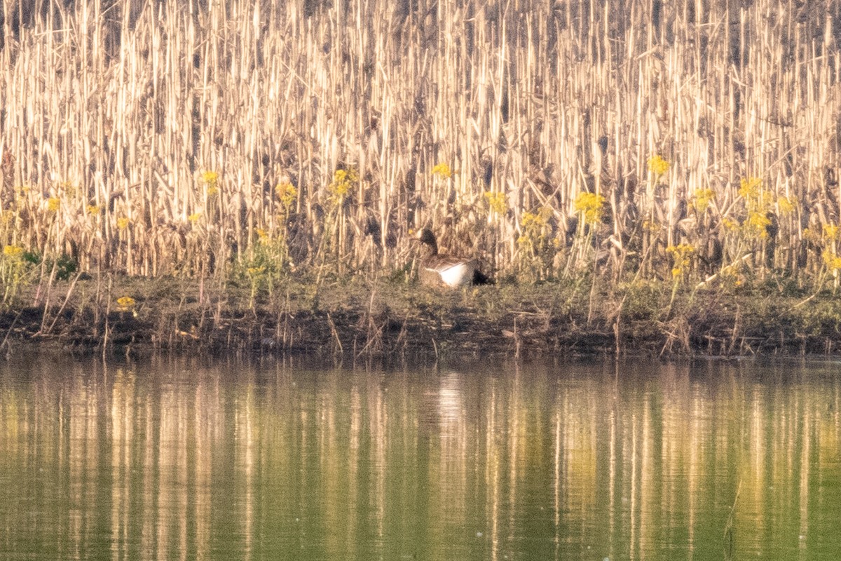 Greater White-fronted Goose - ML335611471