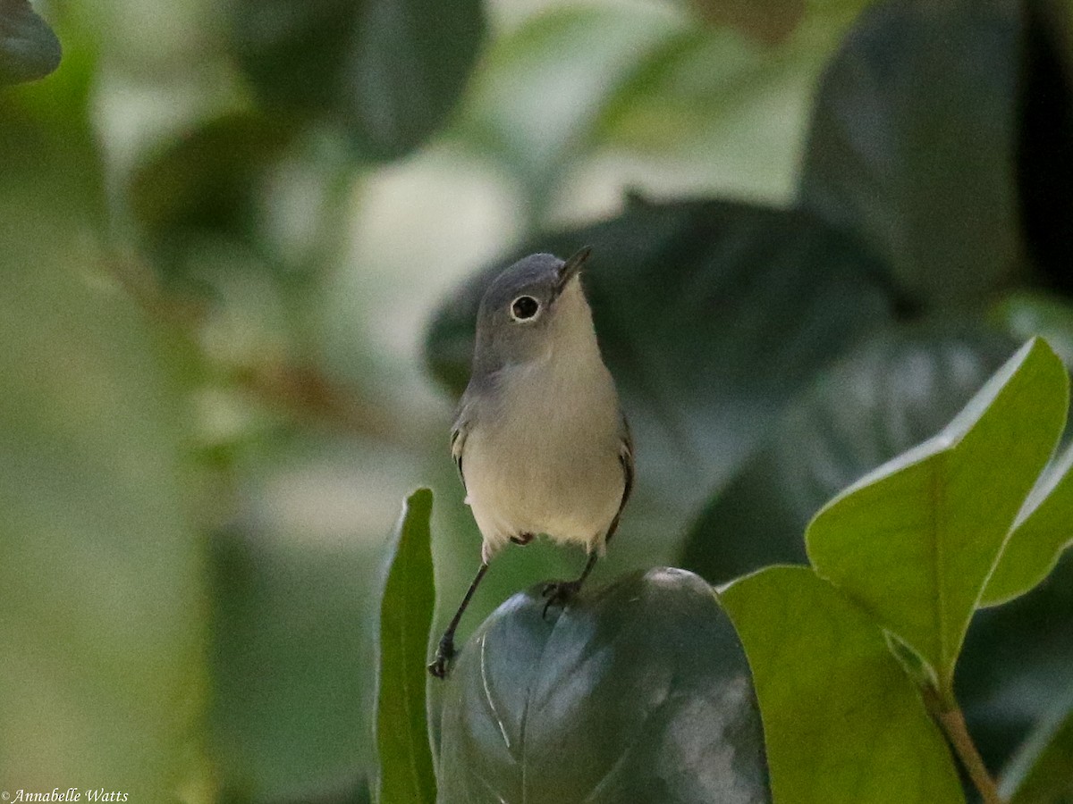 Blue-gray Gnatcatcher - ML335614231