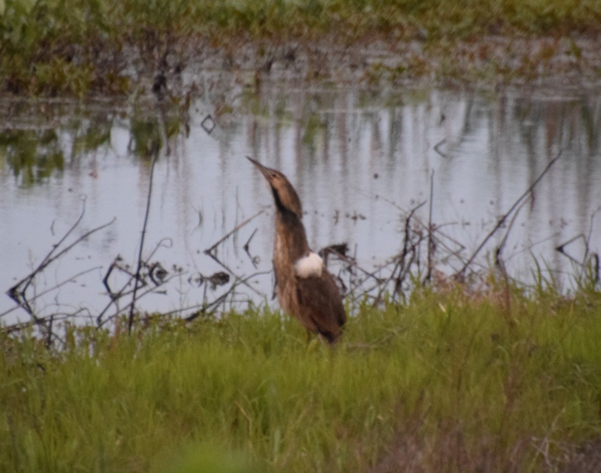 American Bittern - ML335615951