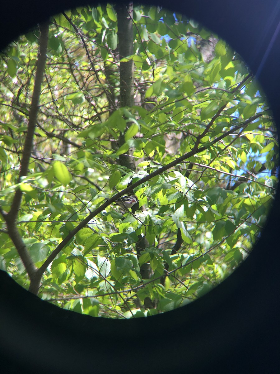 Chestnut-sided Warbler - Anonymous