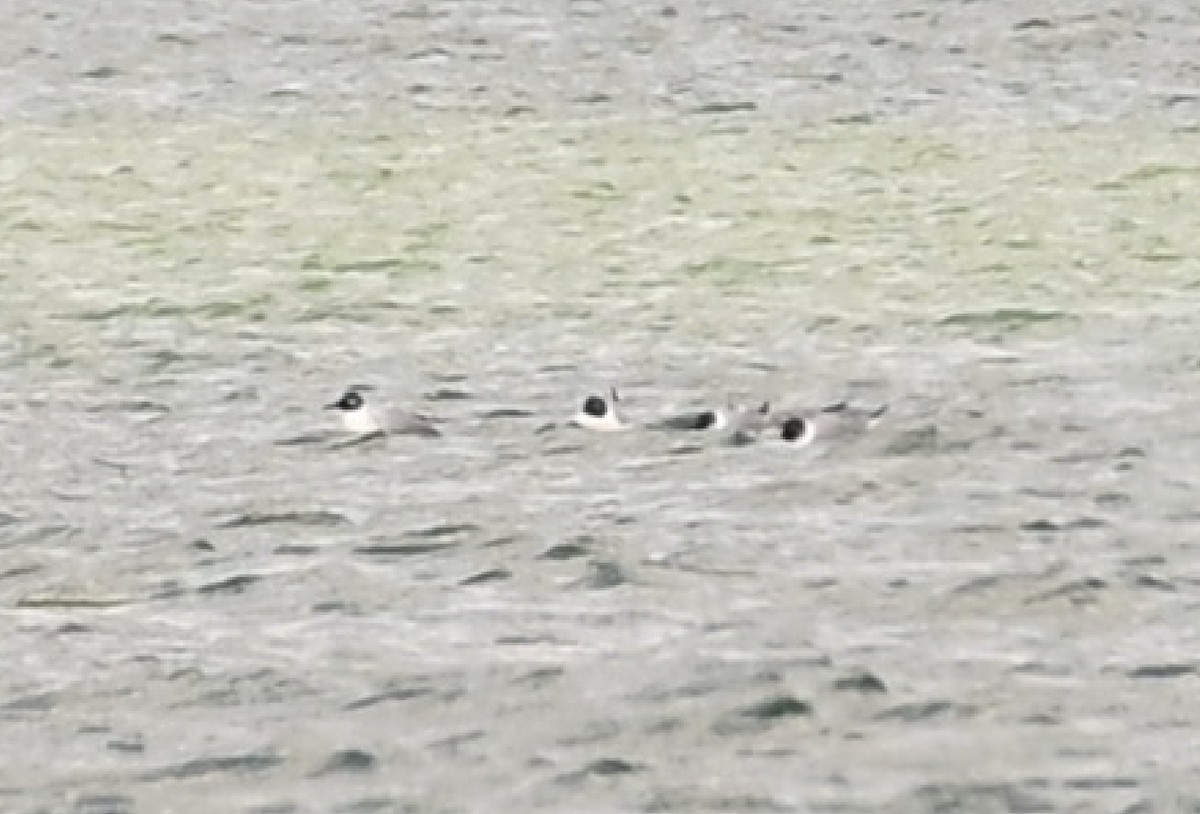 Bonaparte's Gull - ML335620101