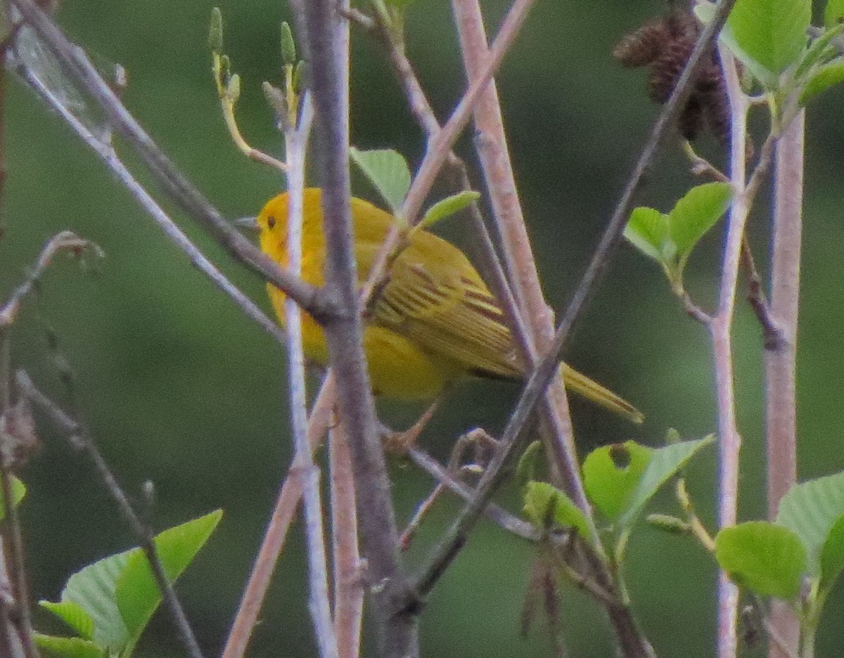 Yellow Warbler - ML33562061