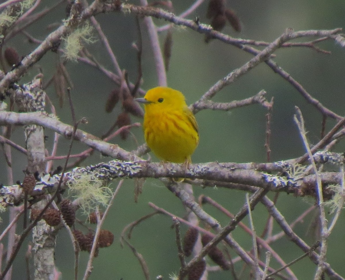 Yellow Warbler - ML33562071