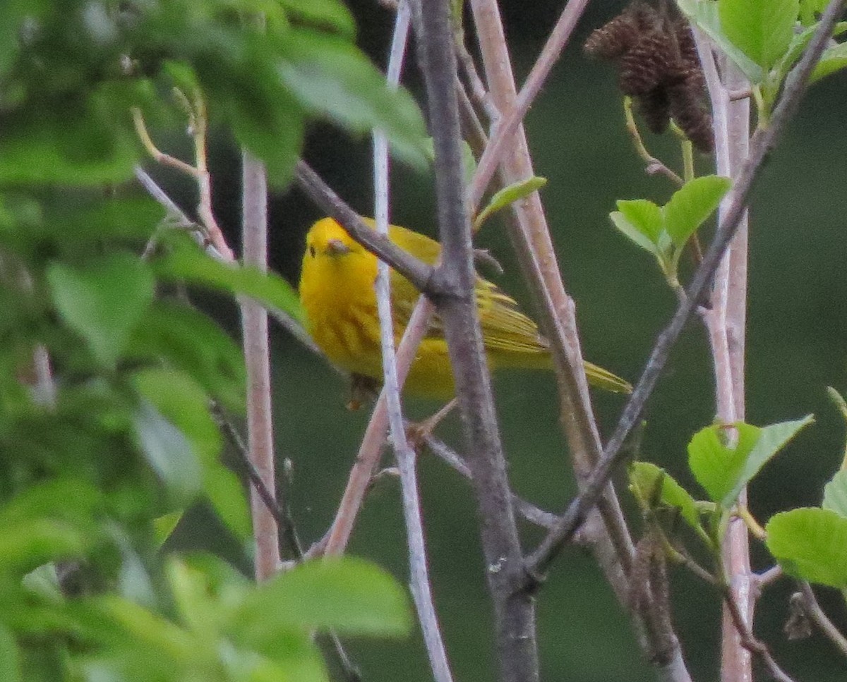 Yellow Warbler - ML33562081