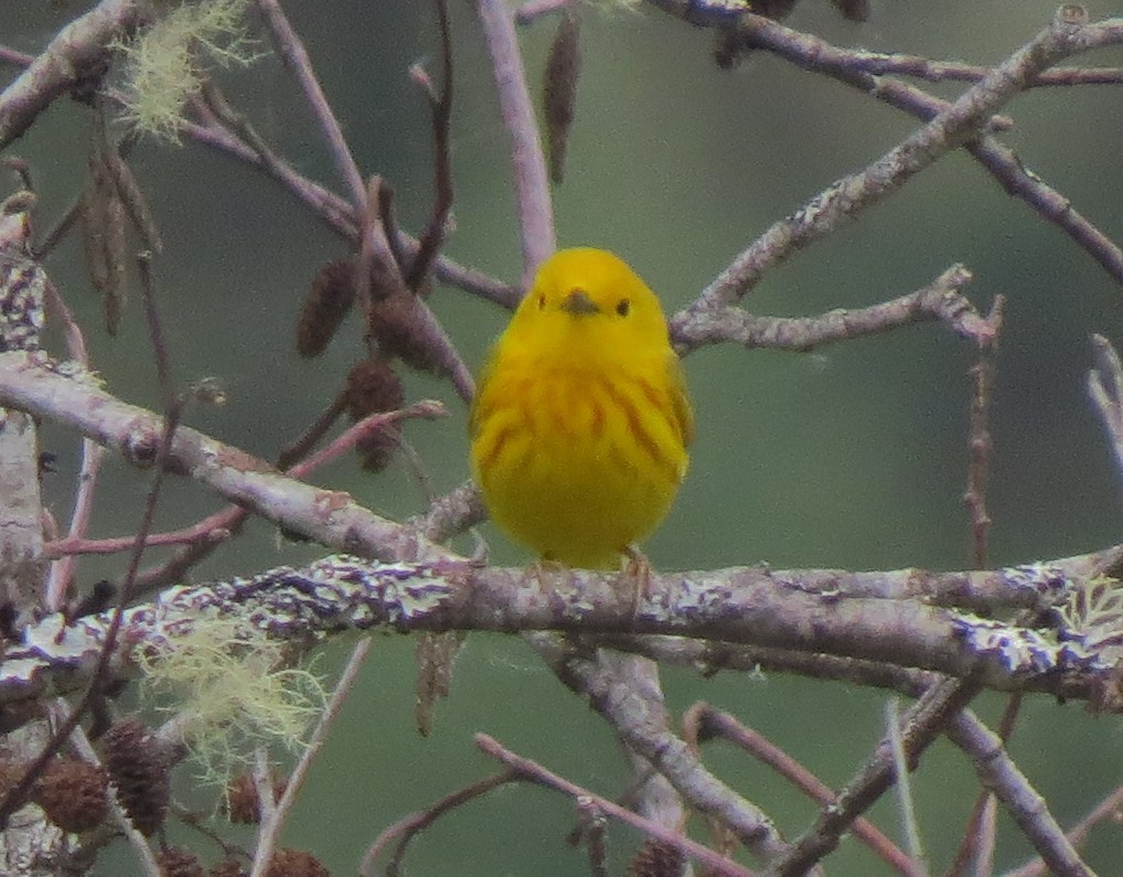Yellow Warbler - ML33562091