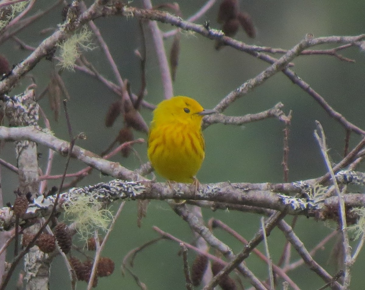 Yellow Warbler - ML33562101