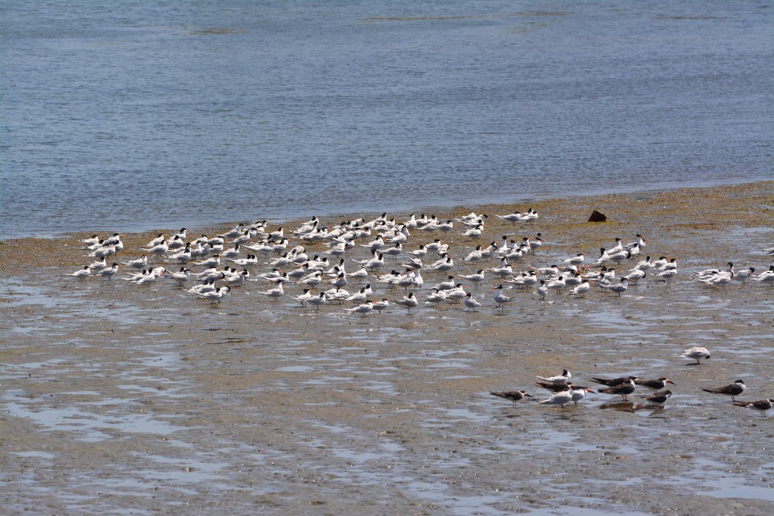 Elegant Tern - ML335621201