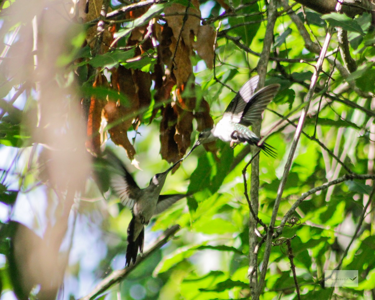 kolibřík klínoocasý - ML335623321