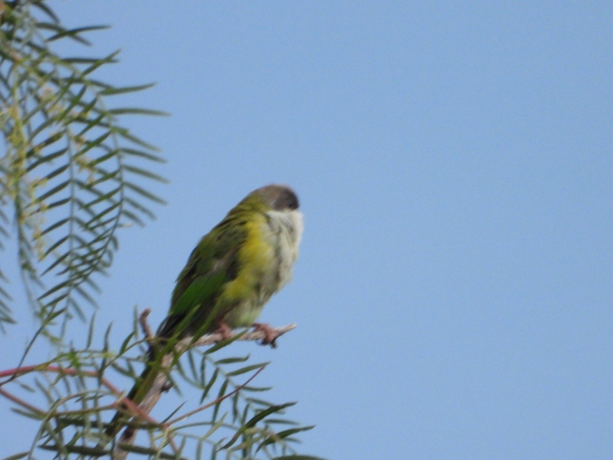 Gray-hooded Parakeet - ML335623371