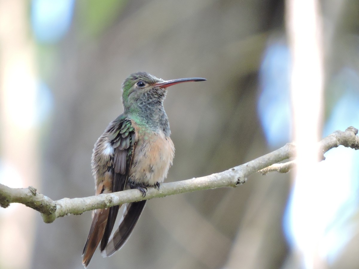Buff-bellied Hummingbird - Paloma Lazo