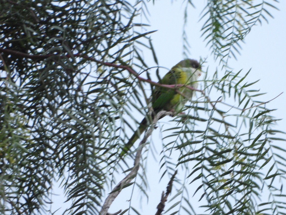 Gray-hooded Parakeet - ML335624011