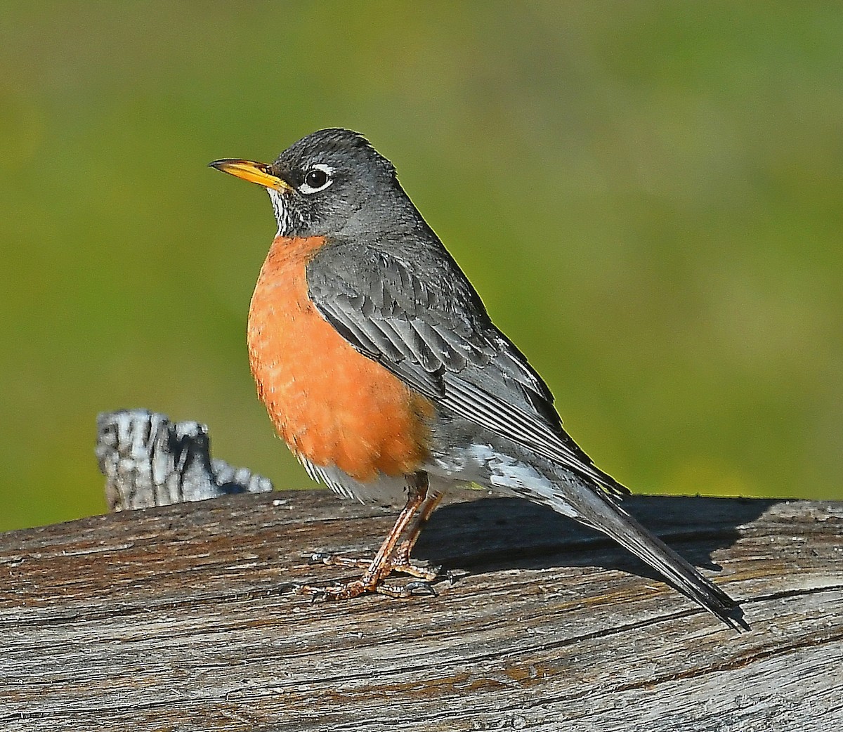 American Robin - Daniel Murphy