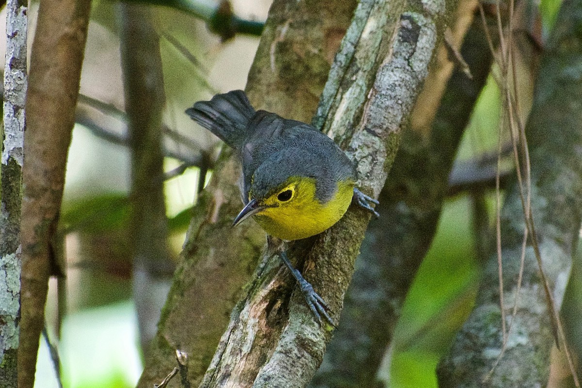 Oriente Warbler - ML335628351