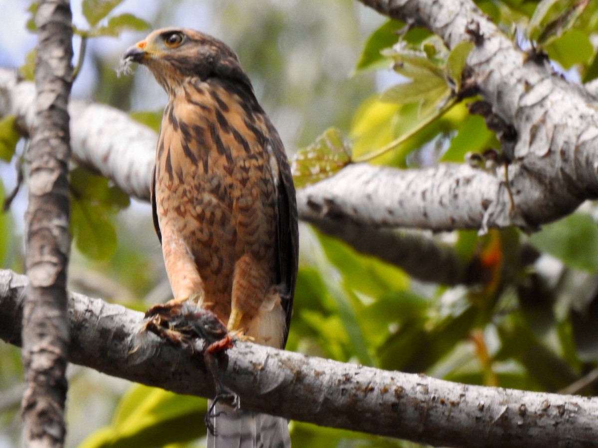 káně krahujová - ML335628361