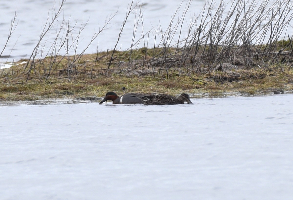 krikkand (carolinensis) (amerikakrikkand) - ML335628791