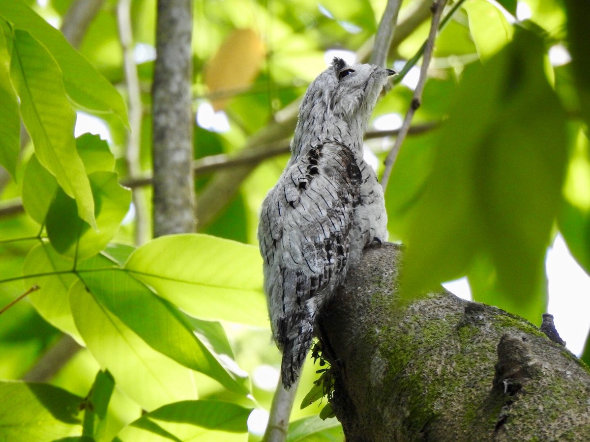 potu středoamerický - ML335628841