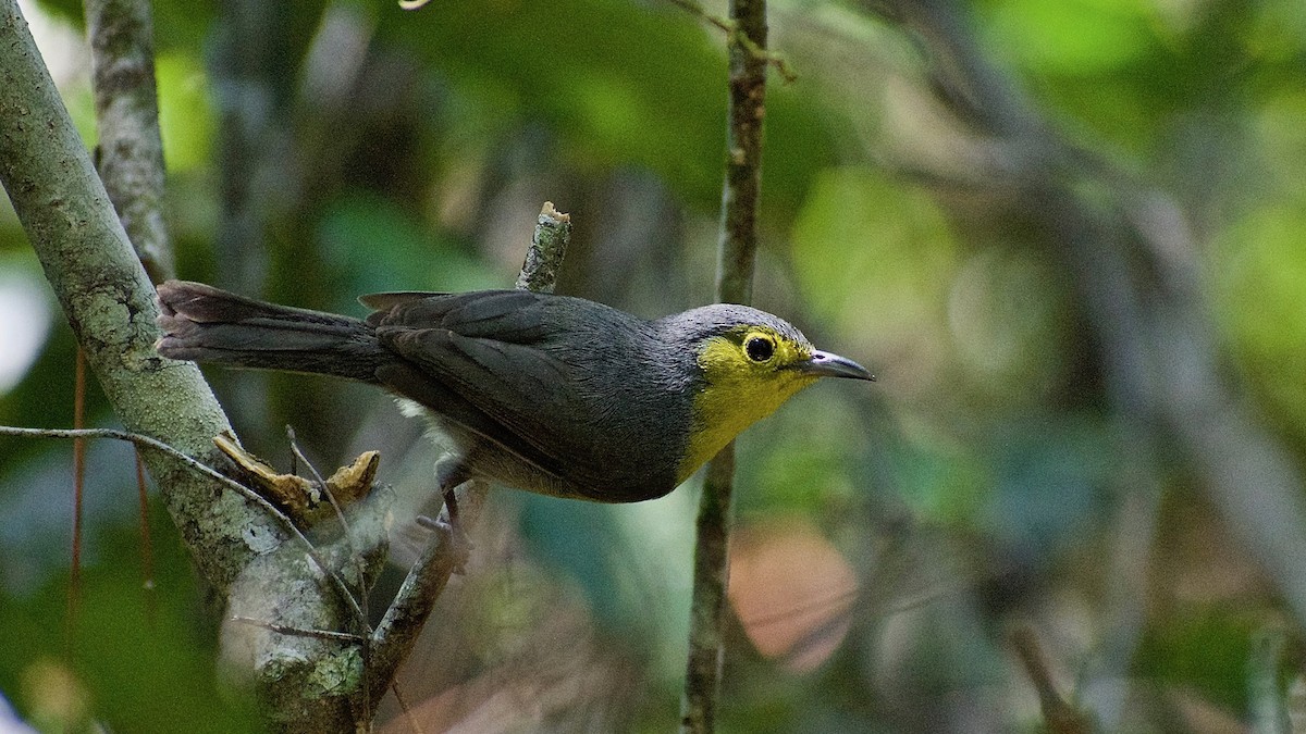 Oriente Warbler - ML335628981