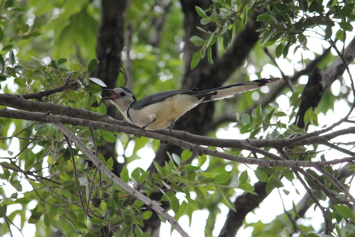 White-throated Magpie-Jay - Paloma Lazo