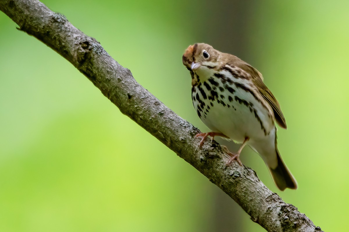 Ovenbird - ML335630431