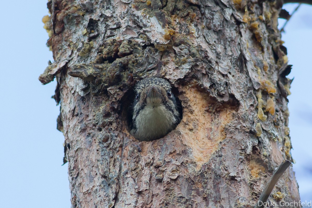 American Three-toed Woodpecker - ML335632201