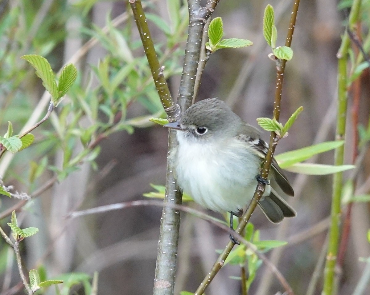 Least Flycatcher - ML335634521